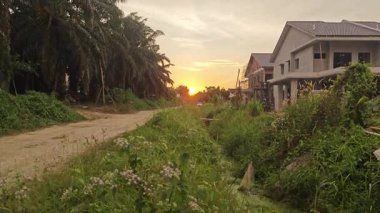 Güneş ışığı, huzurlu kırsal çayırların etrafındaki bitki örtüsünün içinden ışıldıyor..