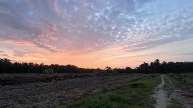 Yaban çiçeklerinin güzel çalıları çayırlarda yetişen yabani otlar ve sabah gökyüzü arka planı.
