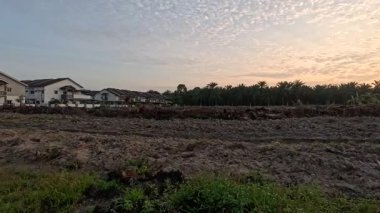 Yaban çiçeklerinin güzel çalıları çayırlarda yetişen yabani otlar ve sabah gökyüzü arka planı.