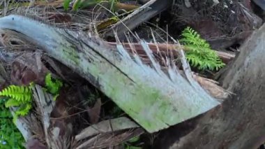 Yaban çiçeklerinin güzel çalıları çayırlarda yetişen yabani otlar ve sabah gökyüzü arka planı.