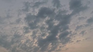 Yaban çiçeklerinin güzel çalıları çayırlarda yetişen yabani otlar ve sabah gökyüzü arka planı.