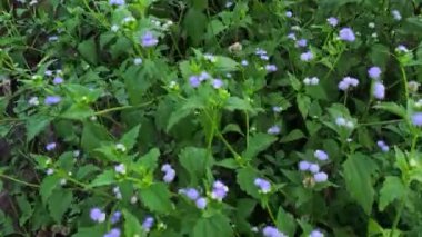 Yaban çiçeklerinin güzel çalıları çayırlarda yetişen yabani otlar ve sabah gökyüzü arka planı.