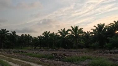 Yaban çiçeklerinin güzel çalıları çayırlarda yetişen yabani otlar ve sabah gökyüzü arka planı.