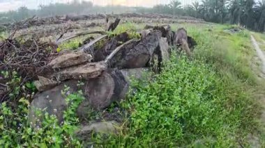 Yaban çiçeklerinin güzel çalıları çayırlarda yetişen yabani otlar ve sabah gökyüzü arka planı.