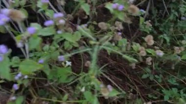 Yaban çiçeklerinin güzel çalıları çayırlarda yetişen yabani otlar ve sabah gökyüzü arka planı.