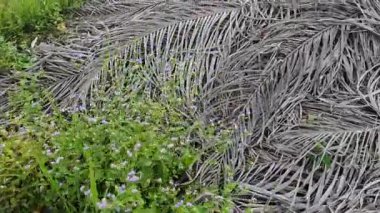 Yaban çiçeklerinin güzel çalıları çayırlarda yetişen yabani otlar ve sabah gökyüzü arka planı.