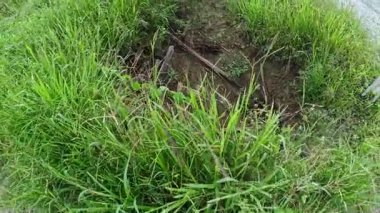 Perak, Malezya. 11 Şubat 2026: Kgkoh çiftliğindeki kırsal yol tarlası boyunca çok hızlı giden bir aracın manzara görüntüleri.