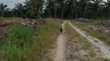 Kırsal arazide başıboş gezen vahşi köpekler..