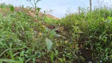 Kuru mevsim hendek drenaj sisteminin saban arazisindeki manzara görüntüleri..