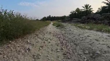 Kırsal arazide başıboş gezen vahşi köpekler..