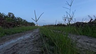 Kırsal yolda ya da patikada yürümenin ileri hareket görüntüleri.