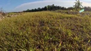 Kırsal yolda ya da patikada yürümenin ileri hareket görüntüleri.