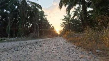 Kırsal yolda ya da patikada yürümenin ileri hareket görüntüleri.