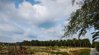 Asya çiftliğindeki parlak, tüylü mavi gökyüzü manzarasının etkinliği ve gündüz manzarası.