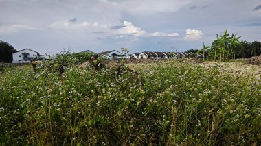 Asya çiftliğindeki parlak, tüylü mavi gökyüzü manzarasının etkinliği ve gündüz manzarası.