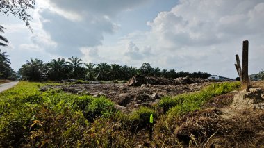 Asya çiftliğindeki parlak, tüylü mavi gökyüzü manzarasının etkinliği ve gündüz manzarası.