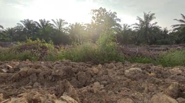 Parlak güneş ışığı, yabani otların ve yabani otların çayırlarında parlıyor..