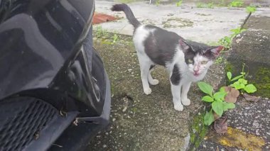 Otoparkta başıboş dolaşan bir kedi..