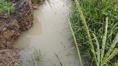 Çiftlik arazisi çevresindeki manzara yağmur suyuyla dolmuştu..