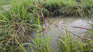 Çiftlik arazisi çevresindeki manzara yağmur suyuyla dolmuştu..