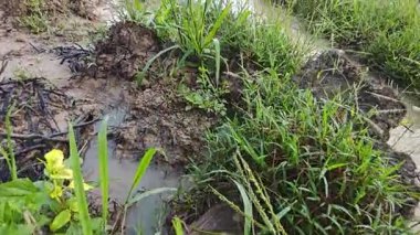 Çiftlik arazisi çevresindeki manzara yağmur suyuyla dolmuştu..