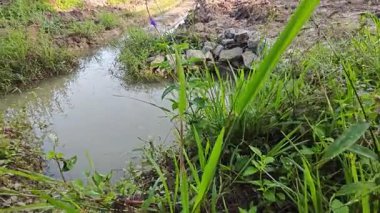 Çiftlik arazisi çevresindeki manzara yağmur suyuyla dolmuştu..