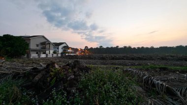 Çayırlarda yetişen Asya kır çiçeklerinin güzel çalıları. Arka planda gün doğumuyla birlikte..