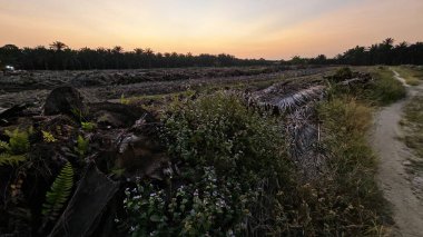 Çayırlarda yetişen Asya kır çiçeklerinin güzel çalıları. Arka planda gün doğumuyla birlikte..