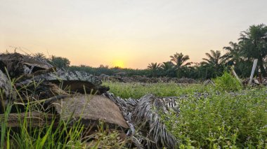 Çayırlarda yetişen Asya kır çiçeklerinin güzel çalıları. Arka planda gün doğumuyla birlikte..