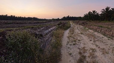 Çayırlarda yetişen Asya kır çiçeklerinin güzel çalıları. Arka planda gün doğumuyla birlikte..