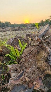 Çayırlarda yetişen Asya kır çiçeklerinin güzel çalıları. Arka planda gün doğumuyla birlikte..