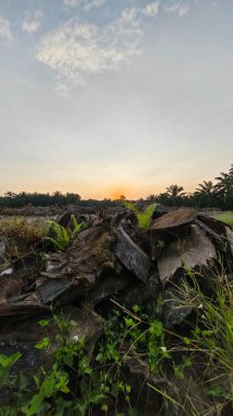 Çayırlarda yetişen Asya kır çiçeklerinin güzel çalıları. Arka planda gün doğumuyla birlikte..