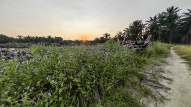 Çayırlarda yetişen Asya kır çiçeklerinin güzel çalıları. Arka planda gün doğumuyla birlikte..