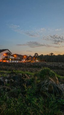 Çayırlarda yetişen Asya kır çiçeklerinin güzel çalıları. Arka planda gün doğumuyla birlikte..