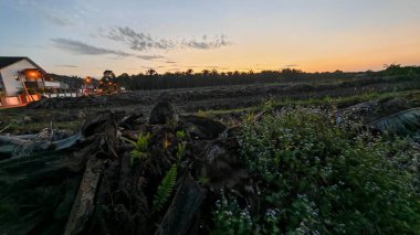 Çayırlarda yetişen Asya kır çiçeklerinin güzel çalıları. Arka planda gün doğumuyla birlikte..