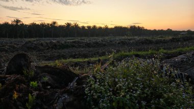 Çayırlarda yetişen Asya kır çiçeklerinin güzel çalıları. Arka planda gün doğumuyla birlikte..