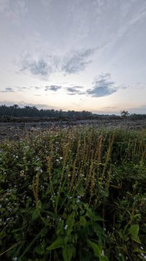 Çayırlarda yetişen Asya kır çiçeklerinin güzel çalıları. Arka planda gün doğumuyla birlikte..