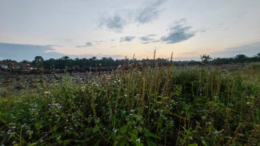 Çayırlarda yetişen Asya kır çiçeklerinin güzel çalıları. Arka planda gün doğumuyla birlikte..