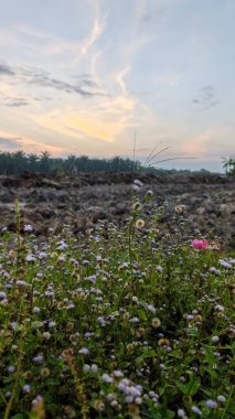 Çayırlarda yetişen Asya kır çiçeklerinin güzel çalıları. Arka planda gün doğumuyla birlikte..