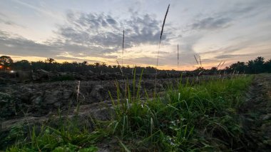 Çayırlarda yetişen Asya kır çiçeklerinin güzel çalıları. Arka planda gün doğumuyla birlikte..