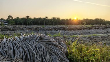 Çayırlarda yetişen Asya kır çiçeklerinin güzel çalıları. Arka planda gün doğumuyla birlikte..