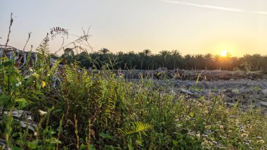 Çayırlarda yetişen Asya kır çiçeklerinin güzel çalıları. Arka planda gün doğumuyla birlikte..