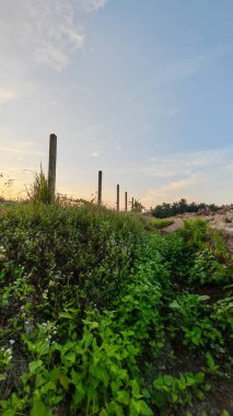 Çayırlarda yetişen Asya kır çiçeklerinin güzel çalıları. Arka planda gün doğumuyla birlikte..