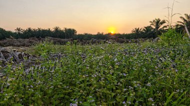 Çayırda yetişen yabani Ageratum Conyzoides otlarının yakın çekimi..