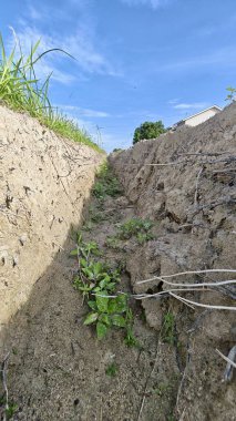 Kanalizasyon deliğinin duvarları arasında filizlenen bitki ya da ot manzarası.