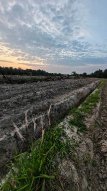 Saban sürülüp gençleşmeye terk edildikten sonra huzurlu tarım kırsalında şafak vakti güzel gökyüzü..