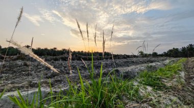 Saban sürülüp gençleşmeye terk edildikten sonra huzurlu tarım kırsalında şafak vakti güzel gökyüzü..