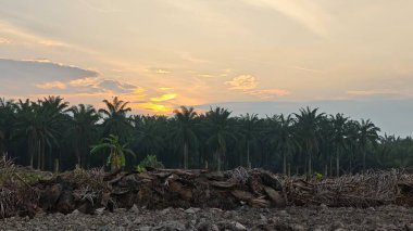 Saban sürülüp gençleşmeye terk edildikten sonra huzurlu tarım kırsalında şafak vakti güzel gökyüzü..