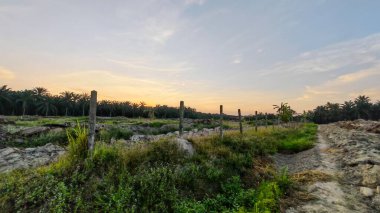 Saban sürülüp gençleşmeye terk edildikten sonra huzurlu tarım kırsalında şafak vakti güzel gökyüzü..