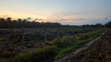 Saban sürülüp gençleşmeye terk edildikten sonra huzurlu tarım kırsalında şafak vakti güzel gökyüzü..